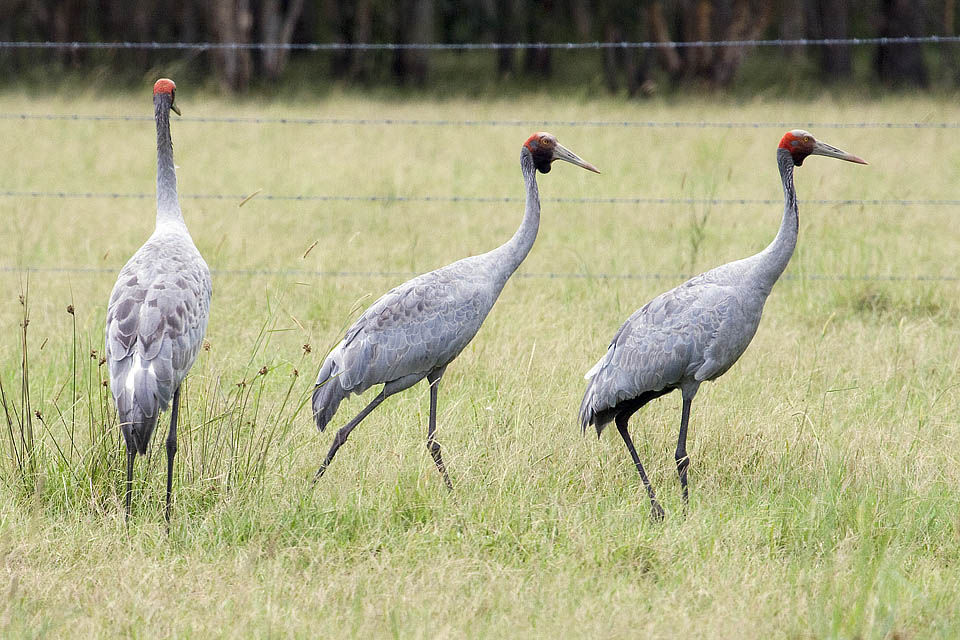 Brolga (Grus rubicunda)